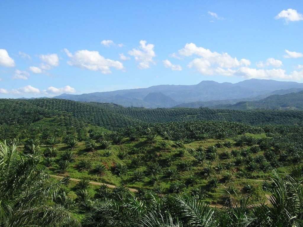 palm oil oil palm Indonesia