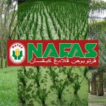 Malaysia faces massive fertiliser shortage